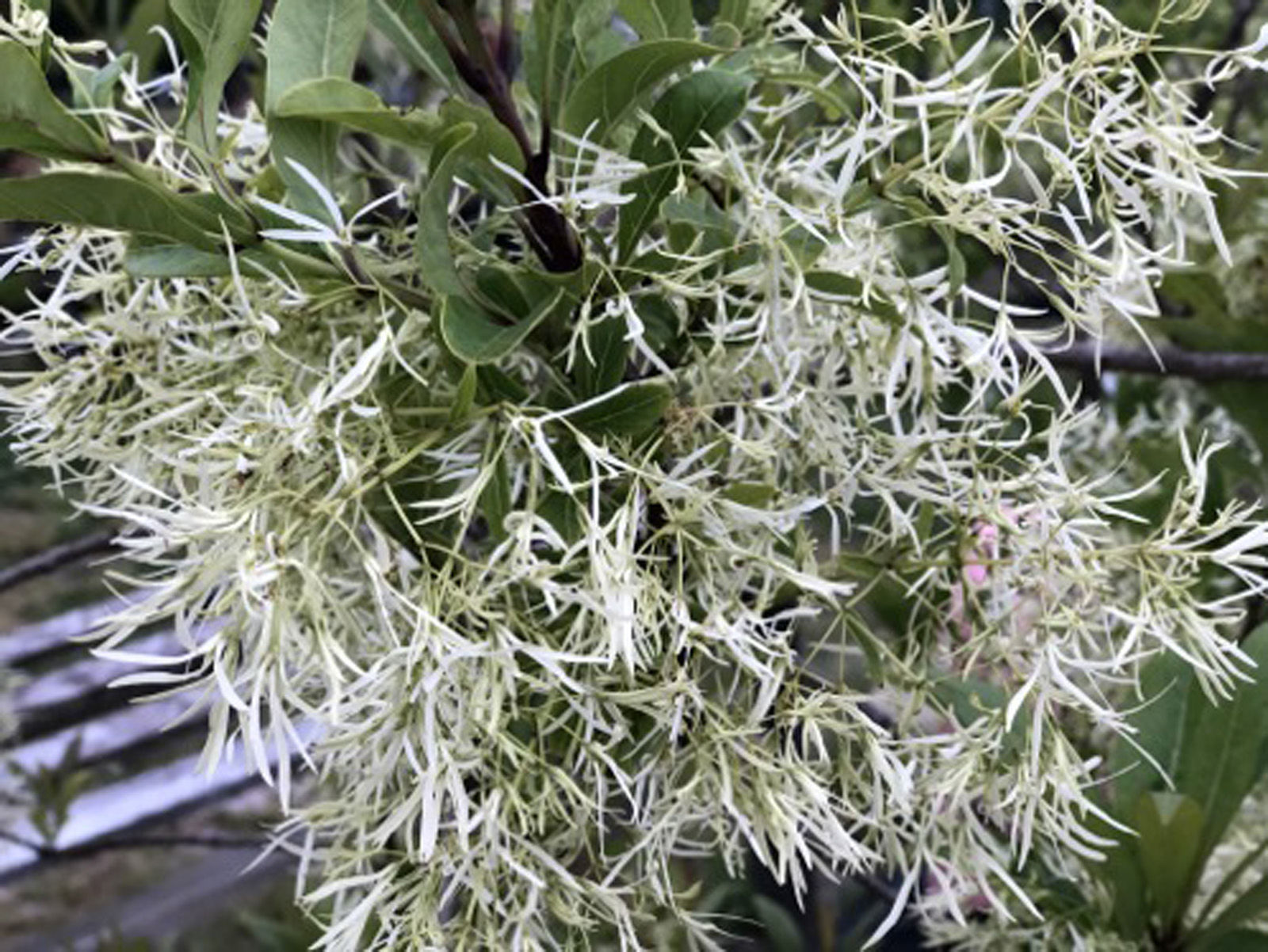 Fringe Tree or Old Man's Beard flowers